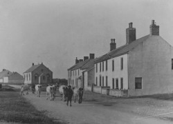 Cows in Allonby Cows in Allonby