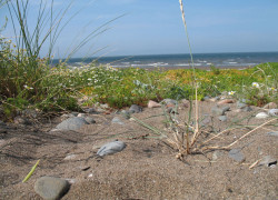 Allonby Sand Dunes Allonby Sand Dunes