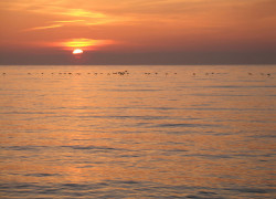 Birds on Solway Sunset Birds Solway Sunset