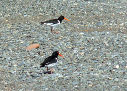 Oyster Catchers at Allonby Oyster Catchers at Allonby